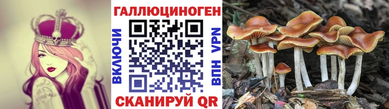 Псилоцибиновые грибы Psilocybine cubensis  ОМГ ОМГ как зайти  Новоржев 